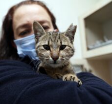 Trabzon'da sokak kedilerine 7 gün 24 saat klinik hizmeti veriliyor