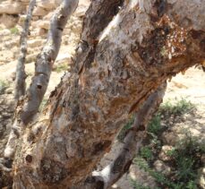Umman'da yetişen “kündür ağacı” antik çağlardan günümüze önemini koruyor