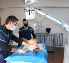 Van'daki hayvan hastanesi yabani ve evcil hayvanlara sağlık üssü oldu