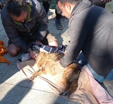 Fethiye'de denize düşen köpek kurtarıldı
