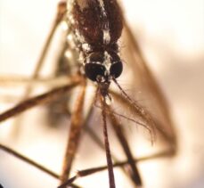 KKTC'nin Girne kentinde Asya kaplan sivrisineği tespit edildi