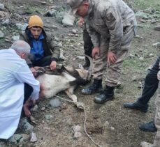 Tunceli'de jandarmanın yaralı bulduğu yaban keçisi tedaviye alındı