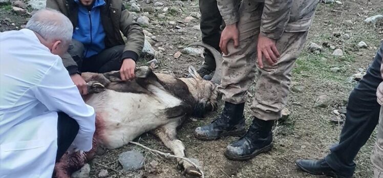 Tunceli'de jandarmanın yaralı bulduğu yaban keçisi tedaviye alındı