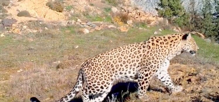 Anadolu leoparı iki ayrı bölgede yeniden görüntülendi