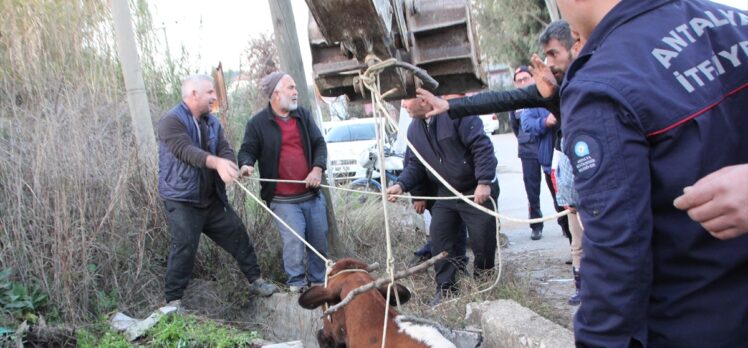 Antalya'da sulama kanalı çukuruna düşen inek iş makinesiyle kurtarıldı