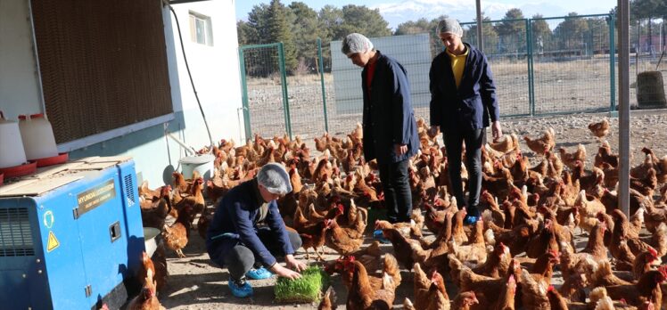 Erzincan'da lise öğrencileri gezen tavuk yumurtası ve sebze üretiyor