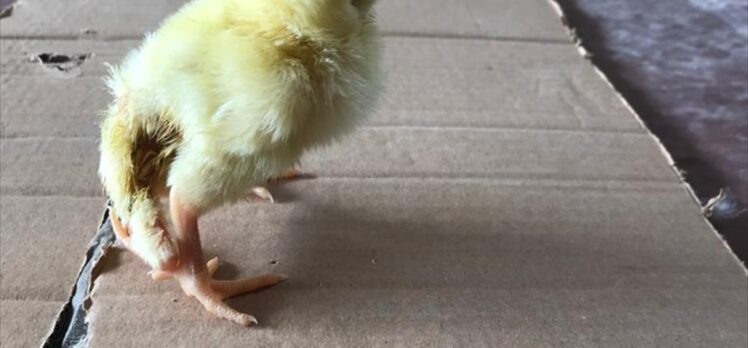 Kahramanmaraş'ta yumurtadan dört ayaklı civciv çıktı