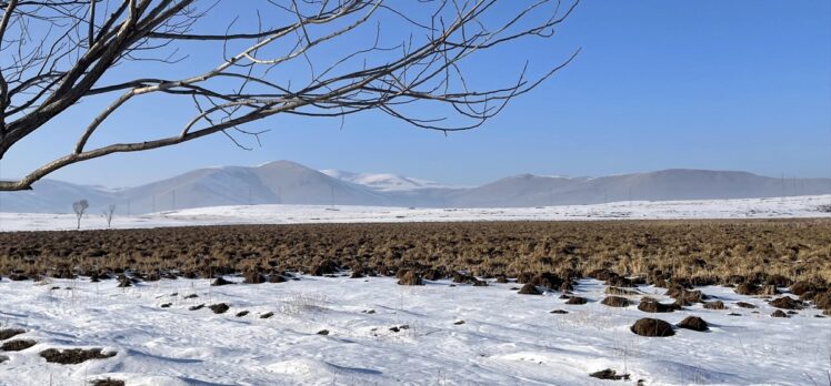 Kuş türlerine ev sahipliği yapan Ardahan'daki Putka Sazlığı dondu