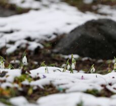 Sakarya'da karla kaplanan Çam Dağı'nda kardelenler görüntülendi
