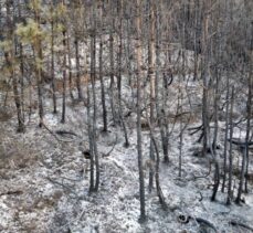 Sakarya'daki orman yangınında zarar gören 50 dönümlük alan havadan görüntülendi