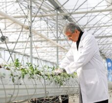 Seracılık Mükemmeliyet Merkezi'nde bu yıl domates üretimi artırılacak