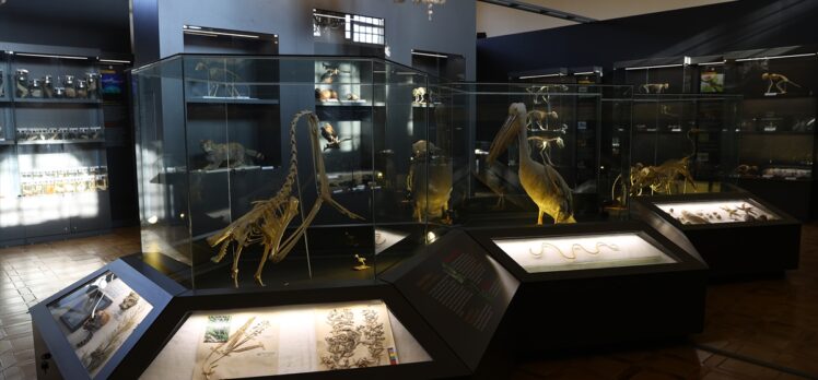 Trakya Üniversitesi Doğa Tarihi Müzesi'nde 40 yılda toplanan örnekler sergilenecek