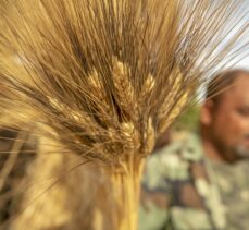 Tunuslu çiftçi ithal tohum bağımlılığına karşı yerel tohumlara “can” veriyor