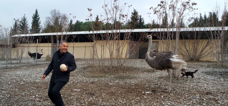 Uludağ Üniversitesinde yetiştirilen deve kuşları erken yumurtladı