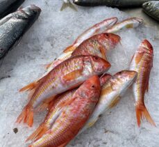 Bodrum'da mezatla satılan balıklardan elde edilen gelir depremzedelere bağışlandı