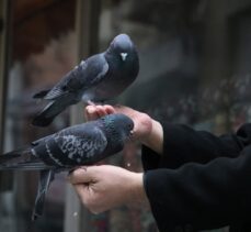 Emekli olmasına rağmen güvercinlere bakmak için iş yerini kapatmıyor