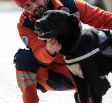 Enkazdan çıkarılan köpek kendisini sahiplenen ekiple hayat kurtaracak
