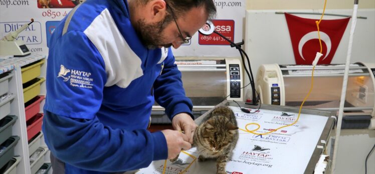 Gaziantep'te 120 saat sonra enkazdan kurtarılan kedi Osmaniye'de tedaviye alındı