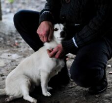 Ormanlık alanda bulduğu felçli köpeğe tesisat borularıyla yürüteç yaptı