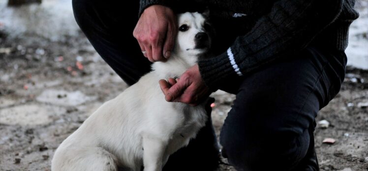 Ormanlık alanda bulduğu felçli köpeğe tesisat borularıyla yürüteç yaptı