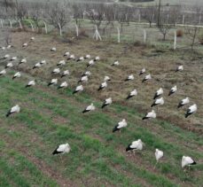 Baharı müjdeleyen leylekler Bilecik'teki sulak arazilerde konakladı