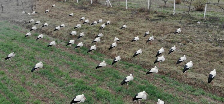 Baharı müjdeleyen leylekler Bilecik'teki sulak arazilerde konakladı