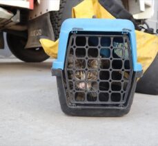Düzce'de mahsur kalan köpek ve kedileri itfaiye kurtardı