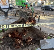 Fatih'te devrilen ağacın altında kalan 2 araçta hasar oluştu