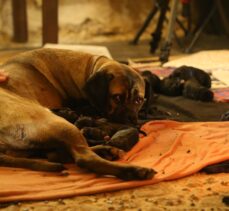 Kırklareli'nde “Cane Corso” cinsi köpek 14 yavru doğurdu