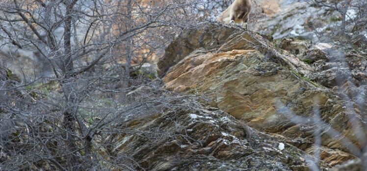 Koruma altındaki yaban keçileri Tunceli dağlarında beslenirken görüntülendi