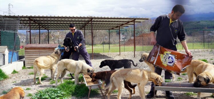 Muğla'da, depremlerden etkilenen 11 sokak köpeği bakıma alındı