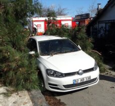 Ordu'da şiddetli rüzgarın etkisiyle devrilen ağaç, iş yeri ile otomobile zarar verdi