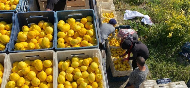 Şok Marketler deprem bölgesinde tarımı ve çiftçiyi destekliyor