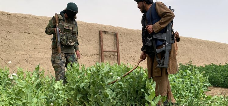 Taliban, Afganistan'da kenevir ekimini yasakladı