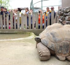 Darıca'nın en yaşlı sakini kaplumbağa “Tuki” 103 yaşına girdi