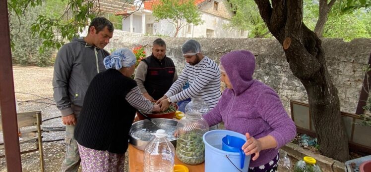 Muğla'da turşusu yapılan Datça çağla bademi yurt dışına ihraç ediliyor