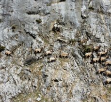 Munzur Dağları'ndaki yaban keçileri dronla görüntülendi