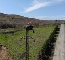 Trakya'da leylek yuvalarının bahar bakımı termal kameralı dronla yapılıyor