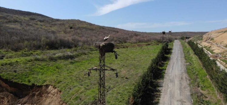 Trakya'da leylek yuvalarının bahar bakımı termal kameralı dronla yapılıyor