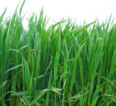 Trakya'da son yağışlar gelişim kaybı yaşayan buğdaya “ilaç” oldu