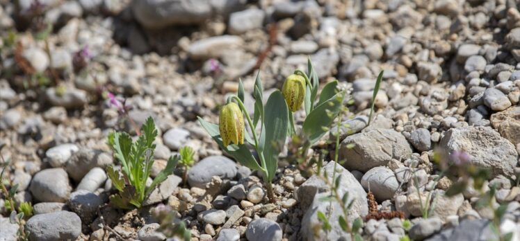 Tunceli'de ilkbaharın gelişiyle dağ ve ormanlarda yabani çiçekler açtı