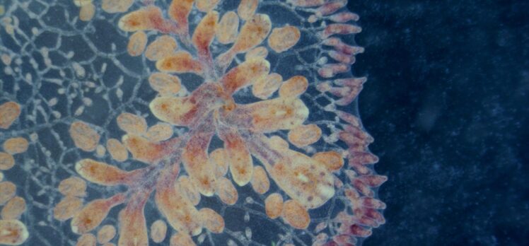 Yaşlanmayan deniz canlıları kanser ve yaşlanma tedavisinde ilaç ham maddesi olabilir