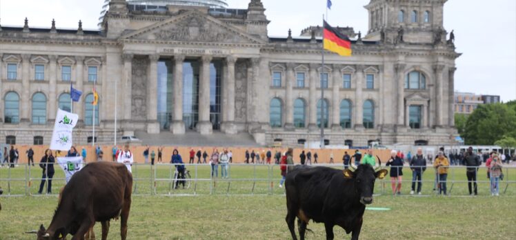 Almanya'da çevreciler ineklerini Meclis bahçesinde otlattı