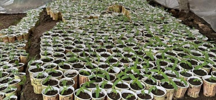 Bingöl'de kağıt bardakta yetiştirilen 3 bin 340 kök kenevir ele geçirildi