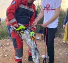 Bodrum'da kuyuya düşen köpek kurtarıldı