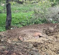 Bolu'da gübre yığınında mahsur kalan yılkı atı kurtarıldı