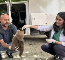 Bursa'da bulunan yavru ayı Doğa Koruma ve Milli Parklar Genel Müdürlüğüne teslim edilecek
