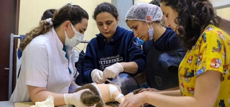 Bursa'da yaralı bulunan ayı yavrusu “Mayıs” ayağından ameliyat edildi