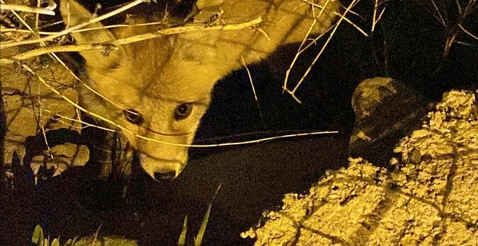 Erzurum'da veterinerler yol kenarında gördükleri tilki ve yavrularını besledi