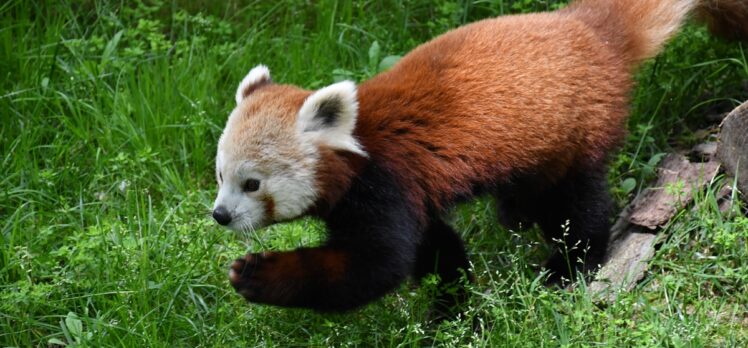 Macaristan'dan getirilen kızıl panda Bursa'daki yeni yuvasında